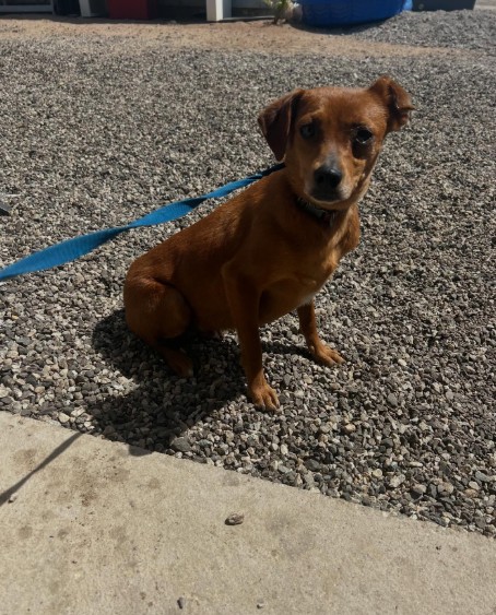 Adoptable Pet of the Week: Frankie — 2-year-old male Chihuahua mix looking for a loving forever home
