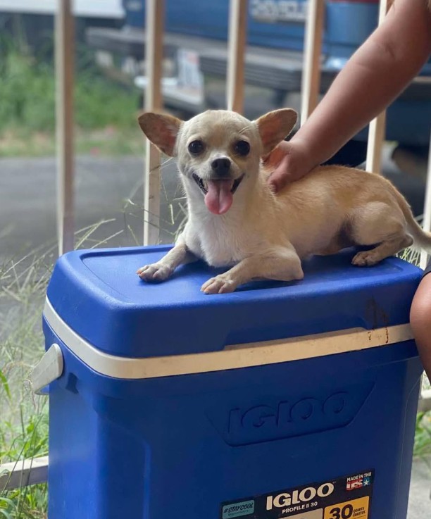 Adoptable Pet of the Week: Marshmallow — sweet 3-year-old Chihuahua looking for a loving forever home