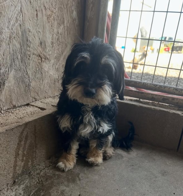 Adoptable Pet of the Week: Buchanas — 2-year-old female Schnauzer looking for a loving forever home