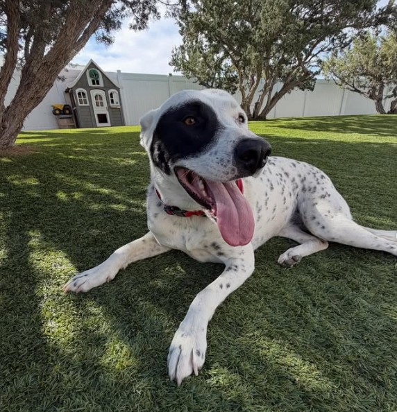 Adoptable Pet of the Week: Ellie — 3-year-old Staffordshire Terrier German Shepherd mix looking for a loving forever home