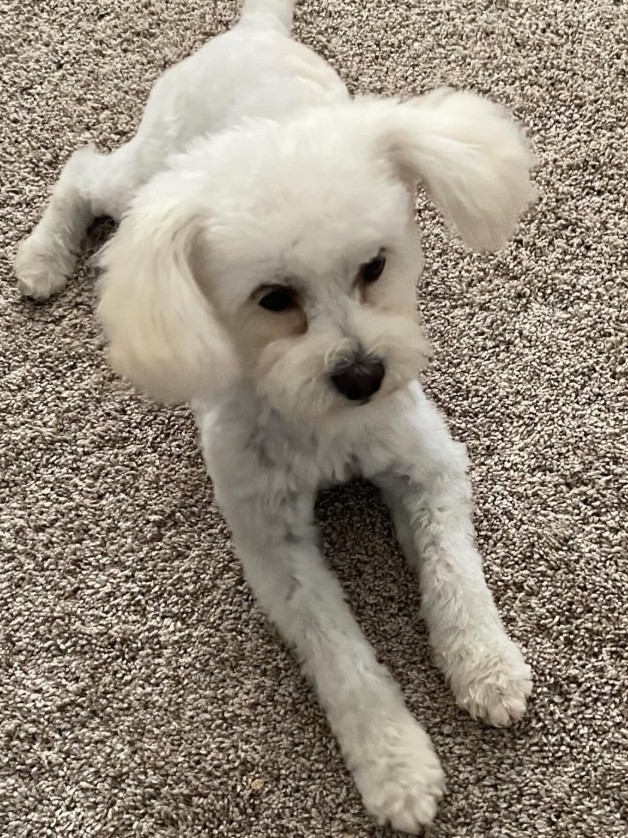 Adoptable Pet of the Week: Goose — 2-year-old female dog looking for a loving forever home