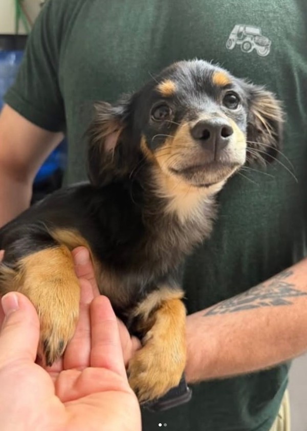 Adoptable Pet of the Week: Bailey — 8-month-old pup looking for her forever home