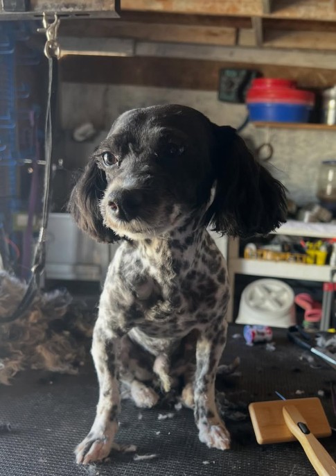Adoptable Pet of the Week: Jax — 2-year-old poodle looking for his forever home