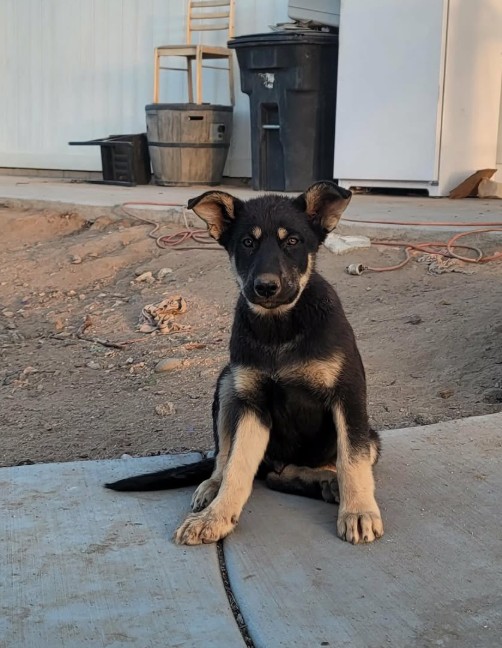 Adoptable Pet of the Week: Legend — 4-month-old Shepherd mix puppy looking for his forever home