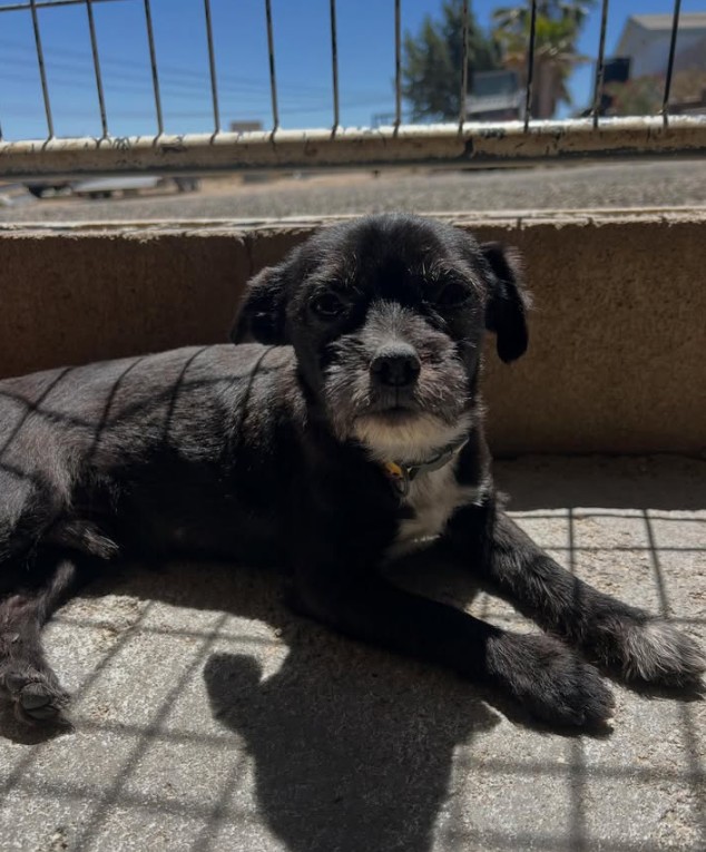 Adoptable Pet of the Week: Leo — 5-year-old neutered male dog looking for his forever home