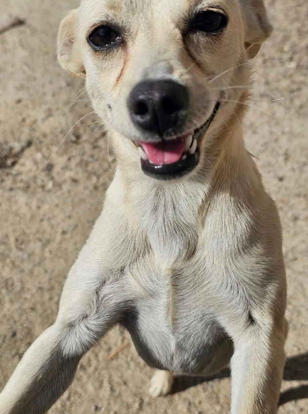 Adoptable Pet of the Week: Cali — 1-year-old female dog looking for her forever home