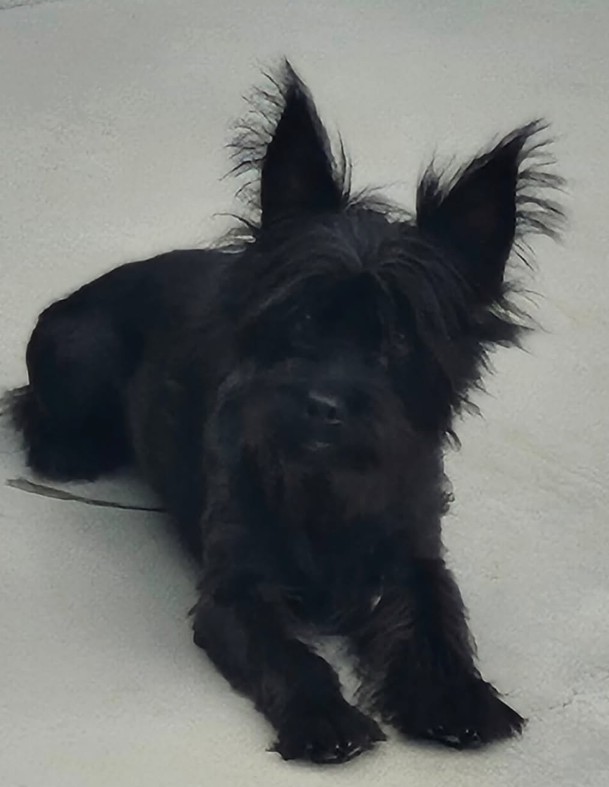 Adoptable Pet of the Week: Gizmo — 3-year-old male dog looking for his forever home