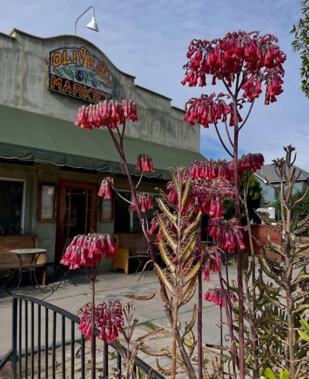 Olive Avenue Market in Redlands CA