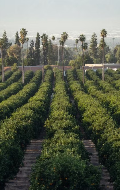 Orange grove representing San Bernardino and Inland Empire citrus history