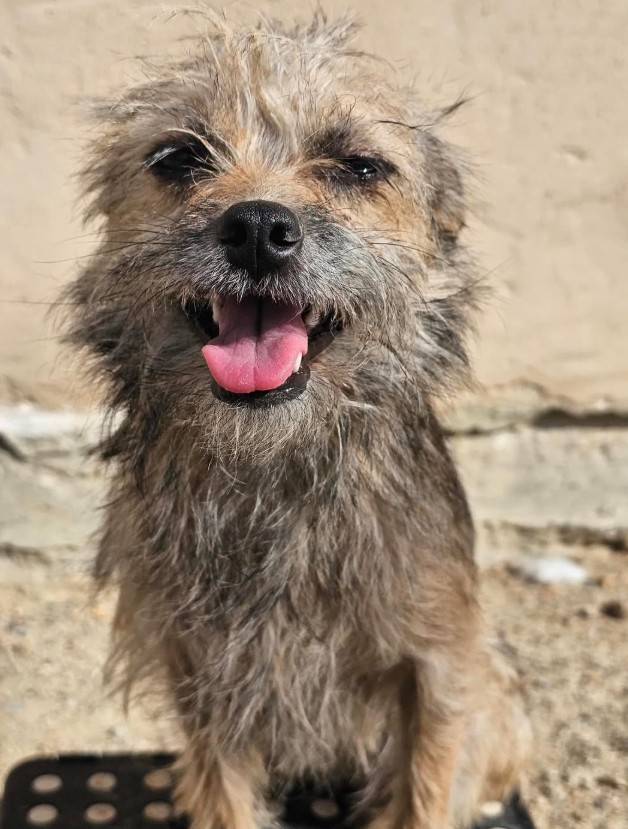 Adoptable Pet of the Week: Roxy — 1-year-old female dog looking for her forever home