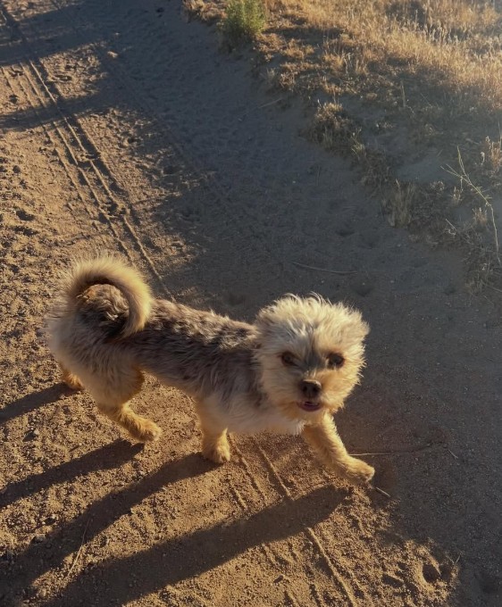 Adoptable Pet of the Week: Milo — 4-year-old neutered male dog looking for his forever home